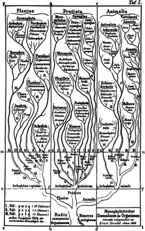 7 Phylogenetic Trees Ernst