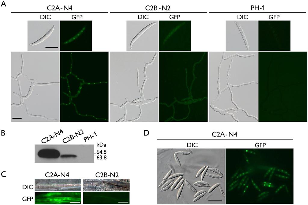 Fig 6. Expression and subcellular localization of Cdc2A-GFP and Cdc2B-GFP fusion proteins.