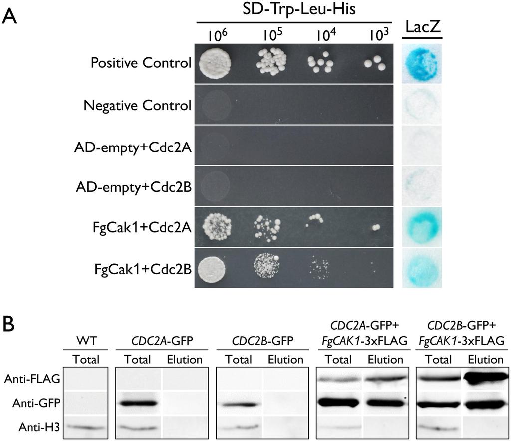 Fig 9. Yeast two-hybrid and co-immunoprecipitation (co-ip) assays for the interaction of FgCak1 with Cdc2A and Cdc2B.
