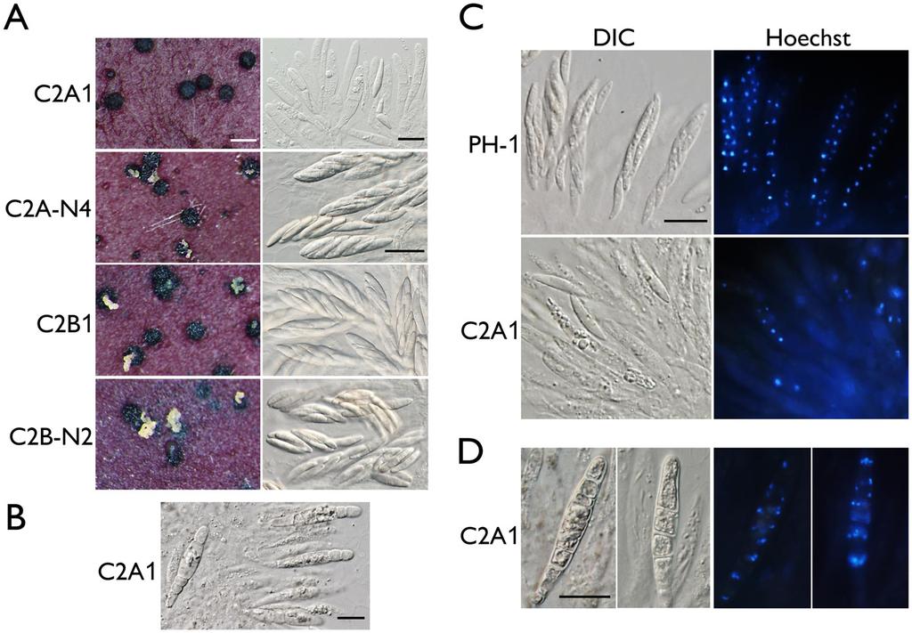 Fig 2. Assays for defects in sexual reproduction in the cdc2a and cdc2b deletion mutants.