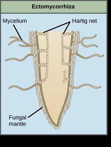 What are Introduction ectomycorrhizal fungi?