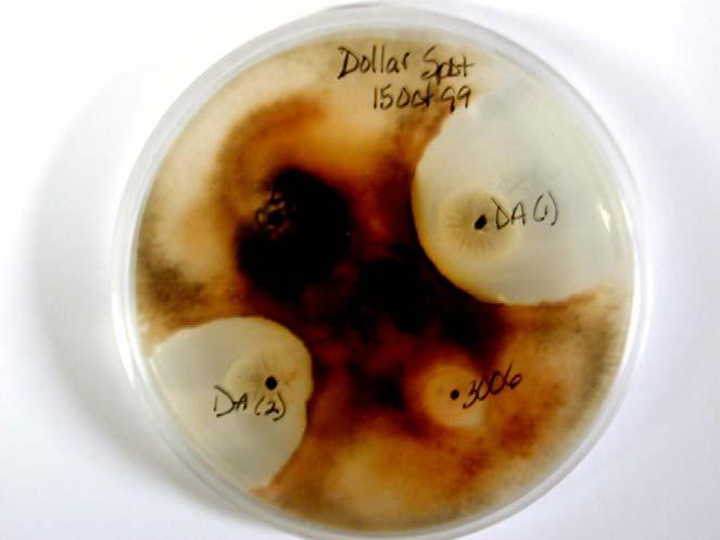 Microbial Biofungicide Same Genus and Species, different subspecies Different