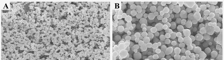 Figure S6. (A, B) SEM images of Ag 3 PO 4 products prepared by reacting CH 3 COOAg with NaH 2 PO 4, (C, D) SEM images of Ag 3 PO 4 products prepared by reacting CH 3 COOAg with H 3 PO 4.
