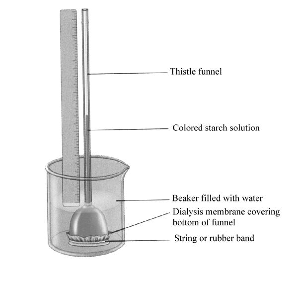 Figure 1. A Simple Osmometer Early in the lab, measure the height of the column of fluid in the thistle funnel. At intervals of about 20 minutes during the lab, repeat the measurement.