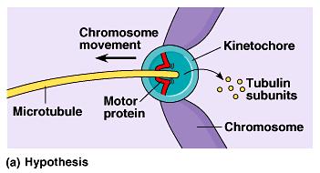 Each chromatid is connected with a centromere and a kinetochore. Once d from its sister chromatid, each chromatid is called a chromosome.