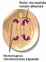 4. In telophase I, the chromosomes have reached their respective poles, and a nuclear membrane develops around them.