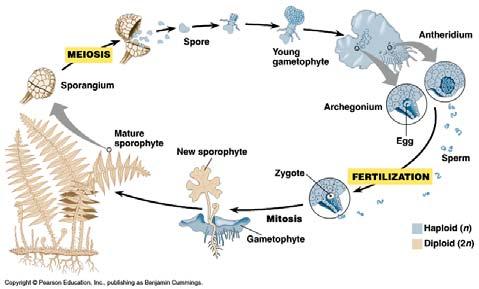 (2n) (2n) (2n) (n) (n) Gametes are produced by the gametophyte by mitosis since the organism is already haploid.