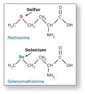 Se-Met: selenomethionine Se-Met MAD Phasing : Most popular method currently in use for proteins. Methionine is a relatively rare amino acid: 2.4% (vs.