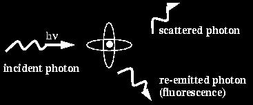 The scattered photon gains an imaginary component to its phase (f" scattering coefficient becomes non-zero); i.
