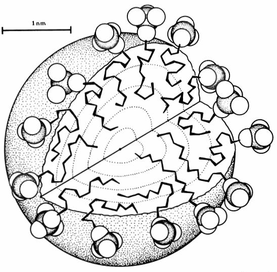 Spherical micelles For a spherical micelle of radius R with aggregation number M: M 2 3 4π R 4π R = = R= 3v a0 a 3v 0 v la < c 0 1 3