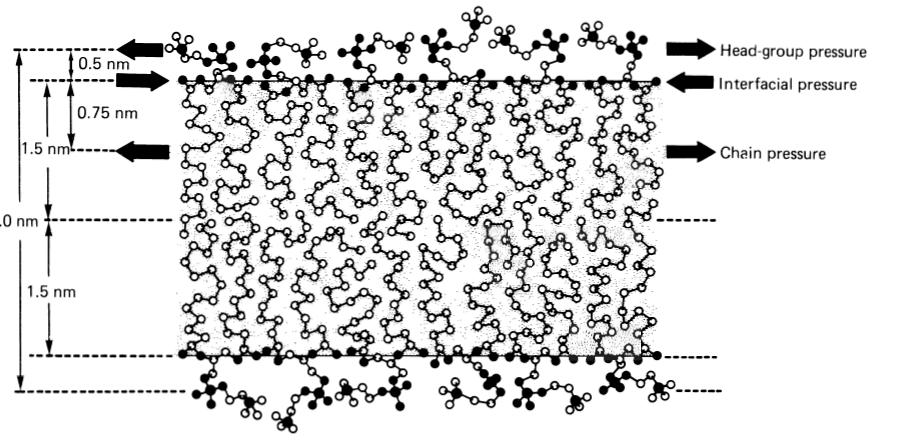Bilayers 1 v < 1 2 al 0 c formed when the headgroup is small