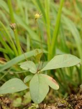 Chamaenerion angustifolium Ranunculus repens Rumex