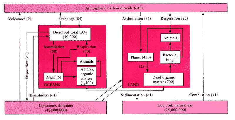 Tracking the interactions between all of the various groups of sources and sinks or CO 2 is quite complex.
