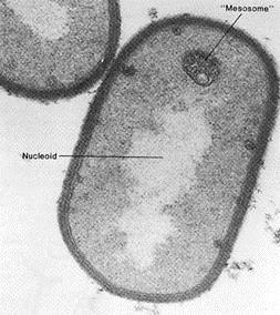 Development of a Nucleus As a prokaryote grows in
