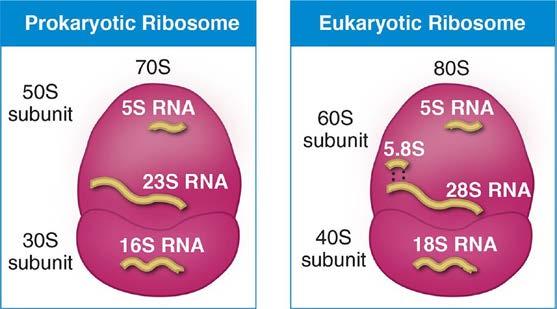 Ribosomes can be found in both Eukaryotic and Prokaryotic organisms. In Eukaryotes ribosomes are both bound and un-bound. Free ribosomes are not bound to a membrane and are dispersed in the cytoplasm.