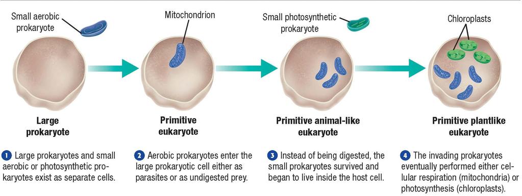 Origin of Energy-Producing Organelles Endosymbiotic theory proposes that larger