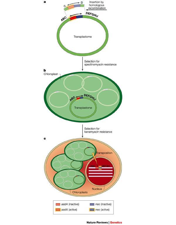 Genetic Material Both chloroplasts and mitochondria contain genes that are different from