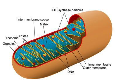 Ribosomes Mitochondrial