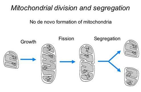 Reproduction Like bacteria, chloroplasts