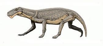 Mesozoic and Cenozoic Eras Therapsids, which were reptilelike mammals, gave rise to