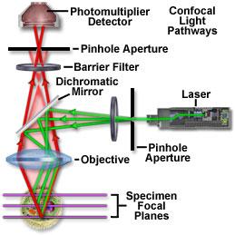 Confocal Microscopy Significant advancement Single point of light emission