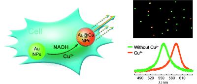 Single Gold Nanoparticles as Real-Time Optical Probes for the Detection of NADH-Dependent Intracellular Metabolic Enzymatic Pathways Lei Zhang, Yang Li, Da-Wei Li, Chao Jing,Xiaoyuan Chen, Min Lv,