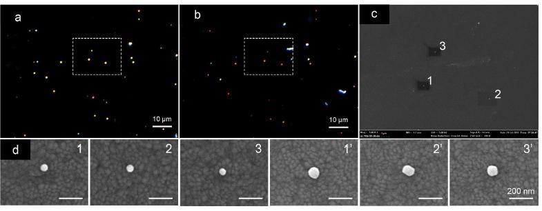 Figure. True color images of GNPs Plasmon resonance Rayleigh scattering before (a) and after (b) the formation of Au@Cu core-shell nanostructure.