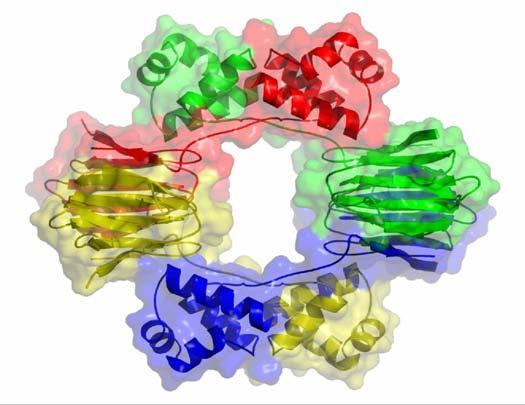 A long chain of amino acids folds up into a compact structure. 35.4 Four polypeptide chains with 198 amino acids each fold to form this enzyme. Ribbons drawn through the alpha (α) carbons.