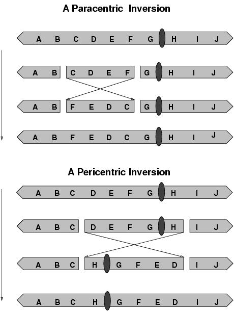 Paracentric inversion: the inverted chromsome piece does not include