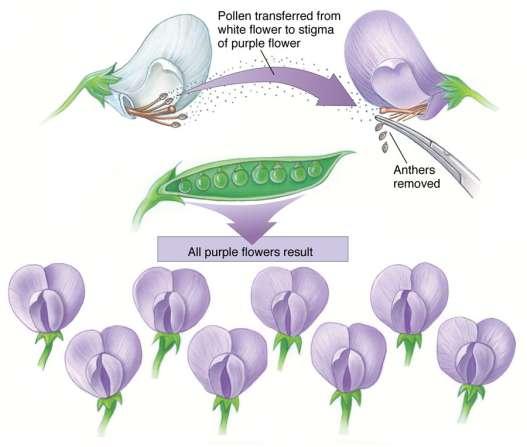 Mendel s experimental method In this experiment of a cross between true breeding white- and purple-flowered plants, Mendel pried open the surrounding petals of the purple-flowered plant and removed