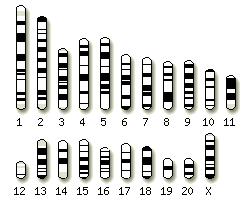 Karyotype - How many chromosomes there