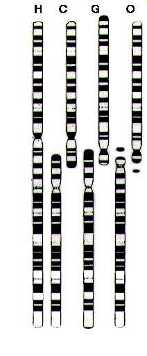 Aneuploidy occurred in the lineage leading to human from their common ancestor with the great apes (chimps, gorillas, and orangutans). Homologous chromosomes are aligned in this karyotype.