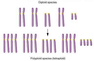 Polyploidy Polyploidy occurs when all the chromosomes are present in three or