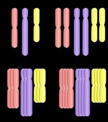 Polyploidy multiple sets of chromosomes Diploid 2 sets Triploid 3 sets (watermelon) Tetraploid 4 sets (cotton) Hexaploids 6 sets (wheat) Autopolyploids: polyploids composed