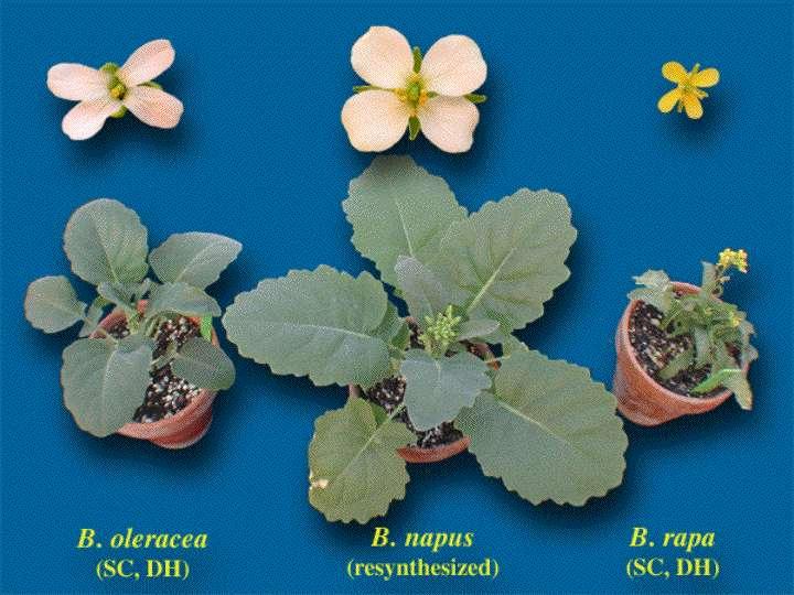 Hybrid Vigor - resynthesized Brassica napus An example of an allopolyploid that