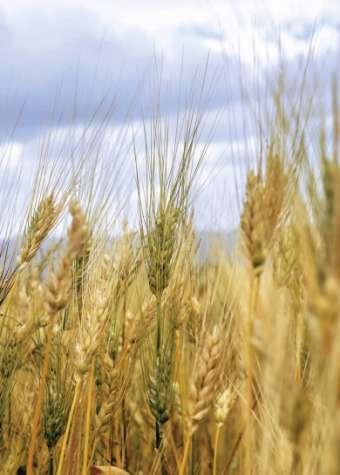 The Evolution of Wheat At least 30,000 years ago, in the Fertile Crescent of southwest Asia, a natural hybrid