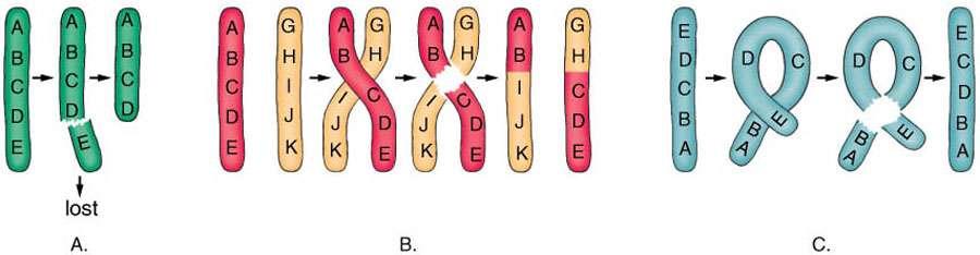 Chromosomal Rearrangements a) Deletion: Part of a chromosome breaks off and is lost b) Translocation: Part of a