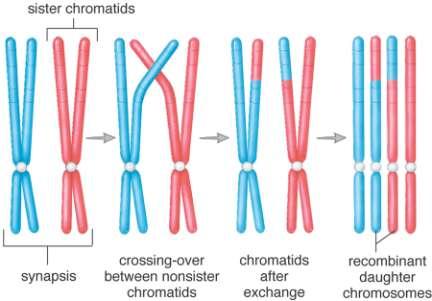 Crossing Over and Recombination During meiosis, chromosomes
