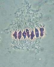 Meiosis I Metaphase I: side view of all seven bivalents in the