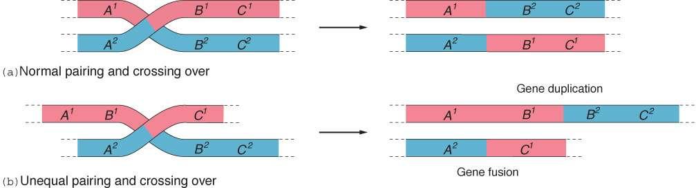 Equal and Unequal Crossing-Over Figure 04: Equal and unequal crossing-over for three gene segments on a chromosome Equal Crossing-Over provides new arrangements of