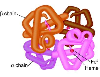 Globin genes Hemoglobin (the oxygen-carrying molecule in red corpuscles) consists of an iron-binding heme
