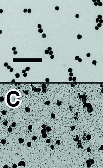 Naturally-Occurring Nanomaterials New