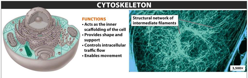 Cytoskeleton: