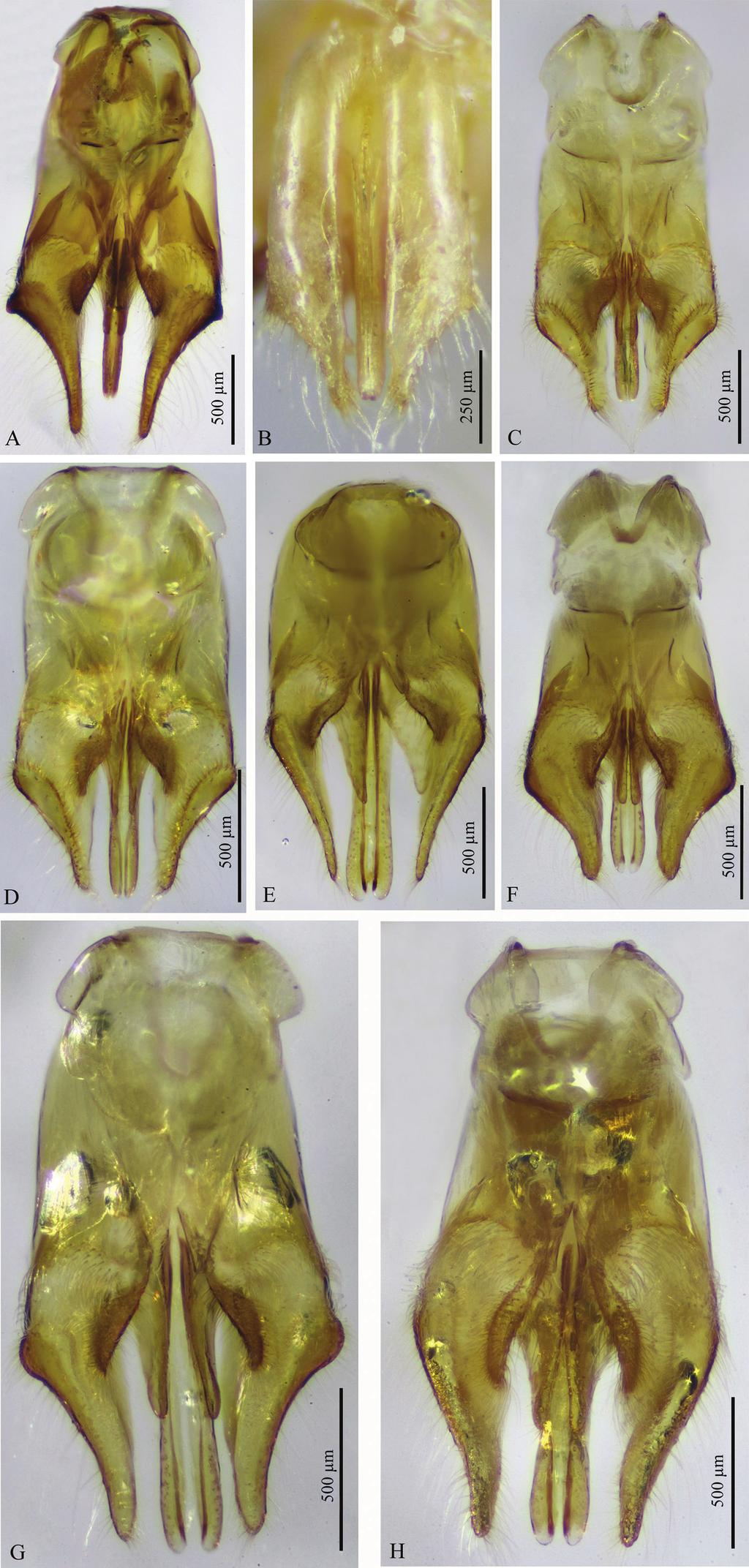An illustrated key to the Saudi Arabian species of the genus Macroocula 53 Figure 12. A H Male genitalia of Macroocula species (ventral view except for M. ohli, dorsal view). A M.