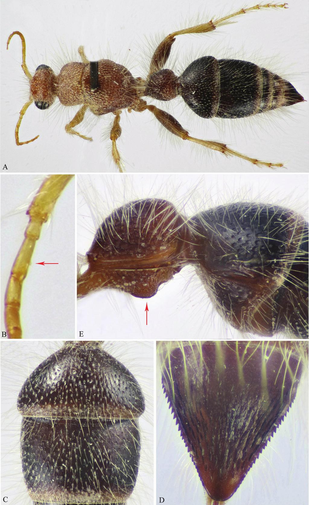 40 Ahmed M. Soliman et al. / ZooKeys 742: 35 56 (2018) Figure 2. A E M. magna (Invrea) ( ).