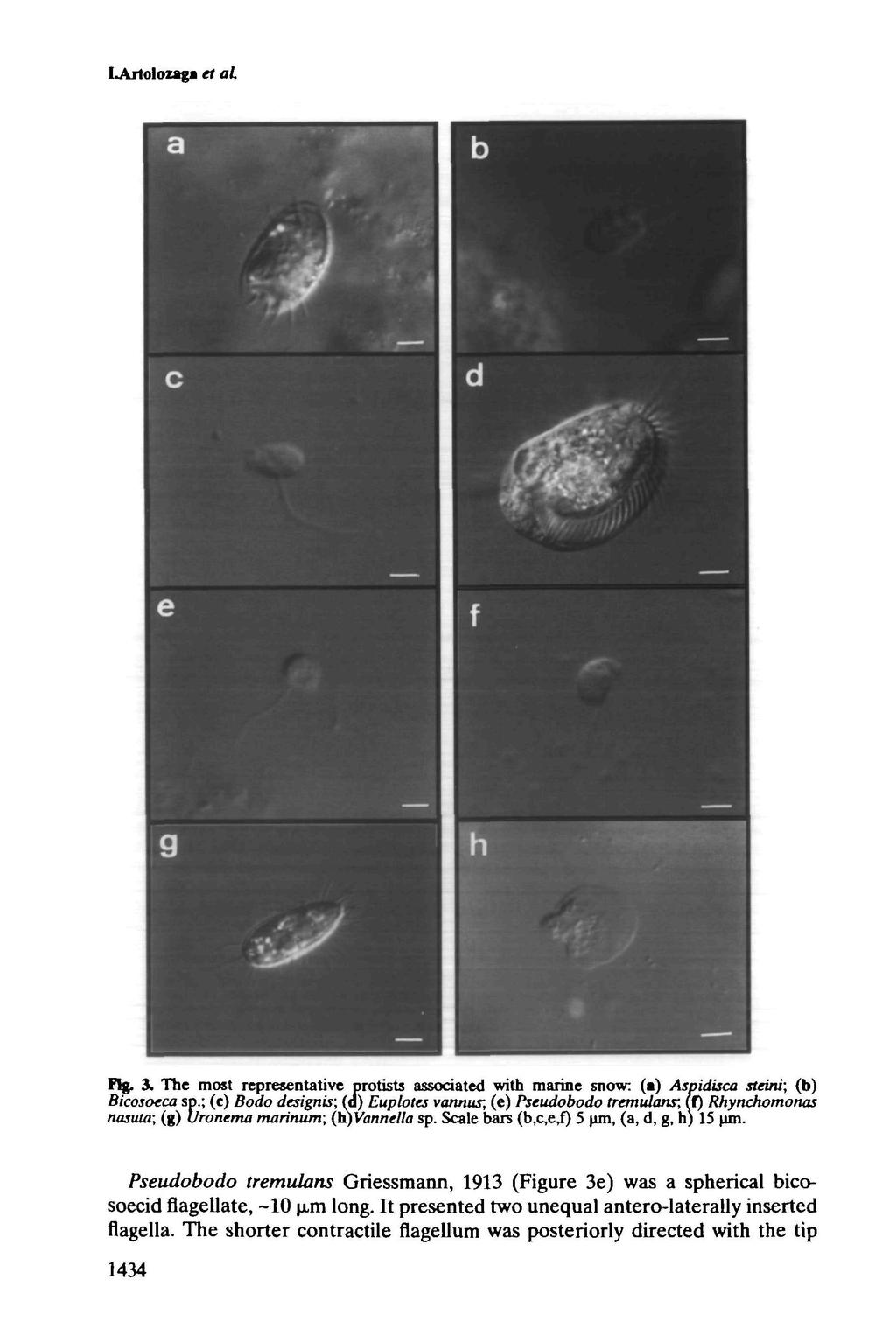 LArtolozaga et al Fig. 3. The most representative protists associated with marine snow: (a) Aspidisca steini; (b) Bicosoeca sp.