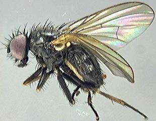 the abdomen are pale The anal vein (A2 + CuA2) is short and does not reach the wing margin House