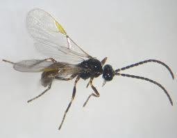 small closed cells below the stigma Braconid wasps Hymenoptera