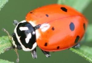 Coleoptera Carabidae Trechus obtusus (J.