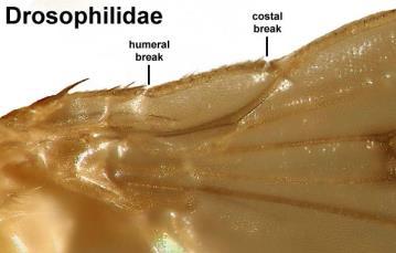 Order Family Scientific/ Common Name Diptera Drosophilidae